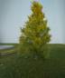 Preview: Larch early fall Profiline